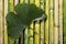 Green Gingko Leaf On Bamboo