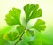 Green ginkgo biloba