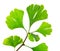 Green ginkgo biloba