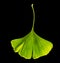 Green ginkgo biloba