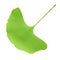 Green ginkgo leaf