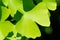 Green ginkgo leaf, also ginkgo biloba, gingko or maidenhair tree