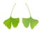 Green ginkgo leaf, front and rear view, isolated over white