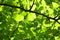 Green ginkgo leaves.