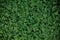 green glade clover grass background leaves carpet