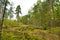 Green glade edge field in mysterious pine forest, Park Mon Repos, Vyborg, Russia