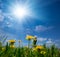 Green glade with yellow dandelions under a sparkle sun