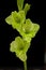 Green gladiola blossoms