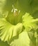 Green gladiolus flower closeup