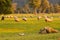 Green glass filed with fram sheep during sunset