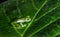 A green glass frog on a leaf in Costa Rica