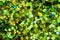 Green Glitter Background