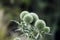 Green Globe Thistle Flowers