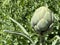 Green Globe Typ / Cynara cardunculus var. scolymus / Vegetable Globe Artichoke, Artischocke `GrÃ¼ne von Laon`