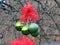 Green globes - Christmas decorations, decor