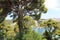 Green gnarled tree branches on a background of turquoise sea in Croatia