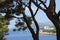 Green gnarled tree branches on a background of turquoise sea in Croatia