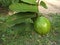 Green Goava, Psidium guajava on tree - picture taken from field - healthy vegetable closeup view