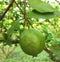 Green Goava on tree - picture taken from field