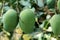 Green Golapkhas Mangoes