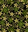 Green and Golden Flowers and Curls with Leaves on a Black Backdrop.