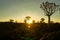 Green and golden hues as sun rises over rugged terrain of quiver tree forest