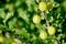 Green gooseberries on a branch