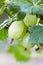 Green gooseberries on a branch