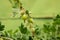 Green gooseberries on bush branche close up