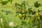 Green gooseberries on bush branche close up