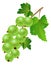 Green gooseberry