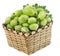 Green gooseberry in a basket