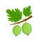 Green gooseberry brunch vector illustration isolated on white ba