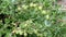 Green gooseberry bush. Juicy gooseberry, background