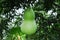 Green gourd