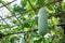 Green gourd in outdoor vegetable garden