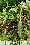 Green gourd plant hanging on vine