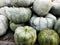 Green gourds fresh from the feild.