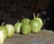 Green gourds on a shed table