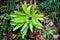 Green governors Fern in the garden