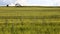 Green grain growing in a field