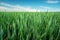 Green grain leaves on the field, horizon and blue sky