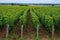 Green grand cru and premier cru vineyards with rows of pinot noir grapes plants in Cote de nuits, making of famous red Burgundy