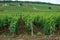 Green grand cru and premier cru vineyards with rows of pinot noir grapes plants in Cote de nuits, making of famous red Burgundy