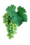 Green grape cluster with leaf