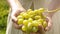 Green grape in female hands