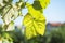 Green Grape Fruit Vine Leaves In Sunny Day With Soft Focus