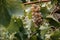 A green grape leaf in the foreground and a white grape cluster in the back. Georgian vineyards and wineries. A bunch of