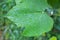 Green grape leaf wet from rain copy space gardening and plant care