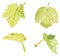 Green Grape Leafs